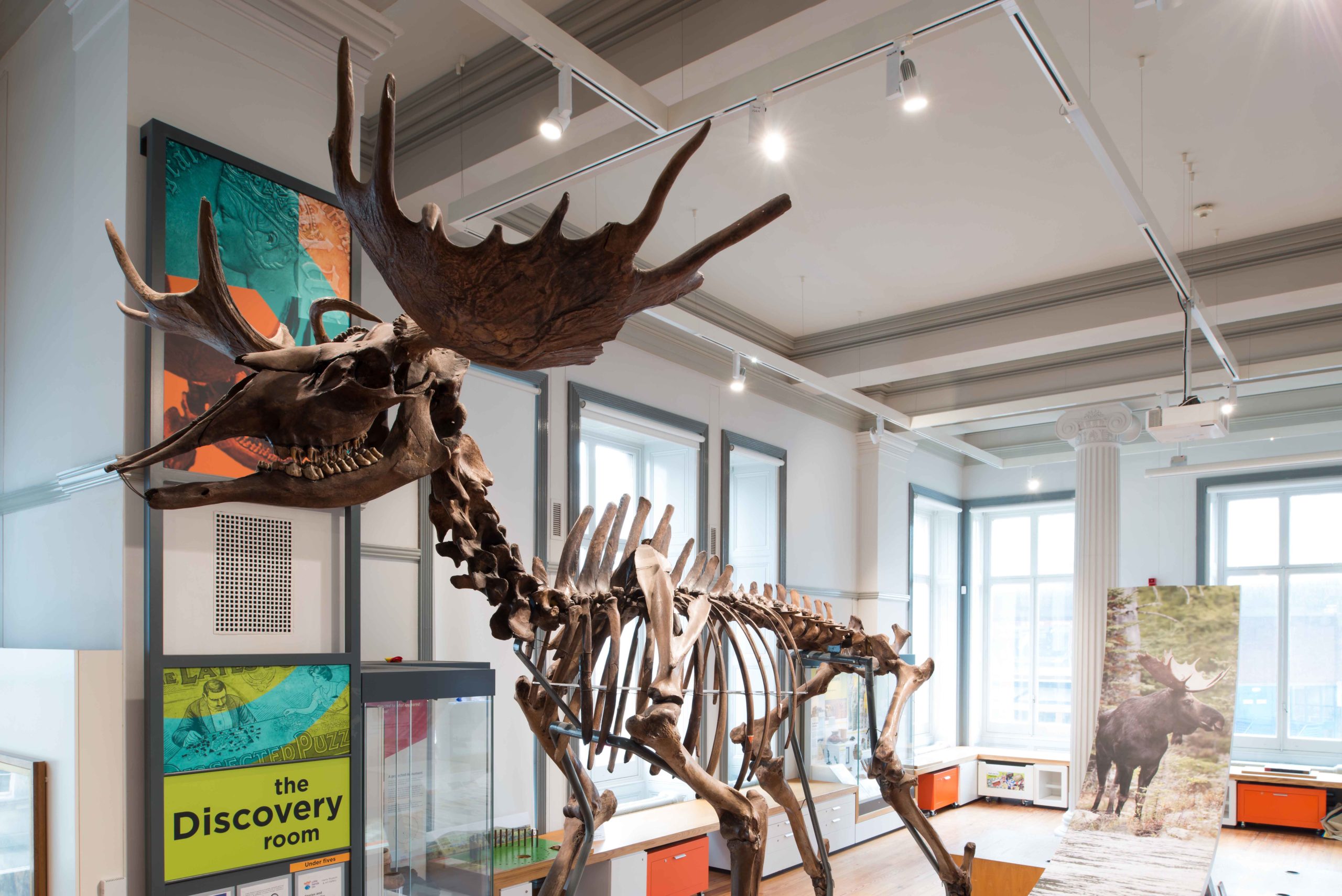 The Ice Age elk skeleton on display in the Discover Preston gallery