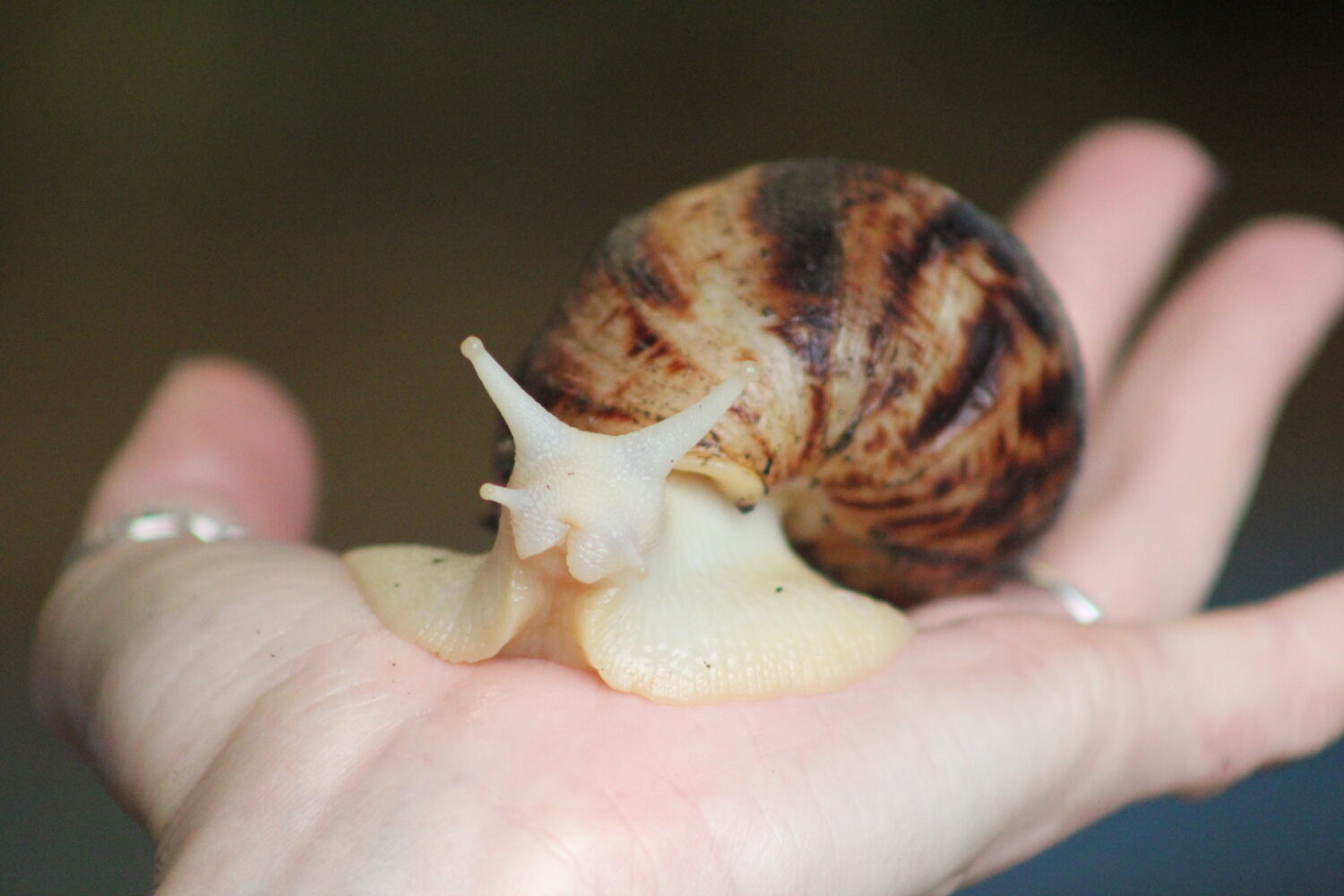 Image of a large snail being held.