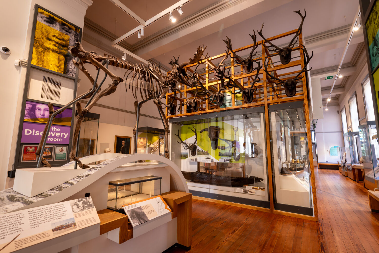 A museum exhibit featuring a large dinosaur skeleton and a wall of mounted antlers. The room is spacious with wooden floors, creating an educational atmosphere.