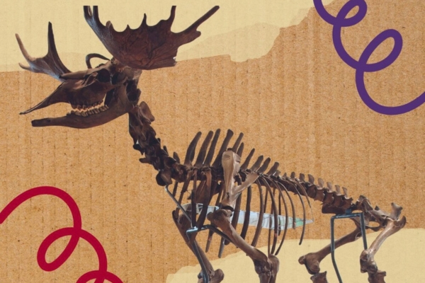 Graphic of an elk skeleton with coloured wiggly lines.