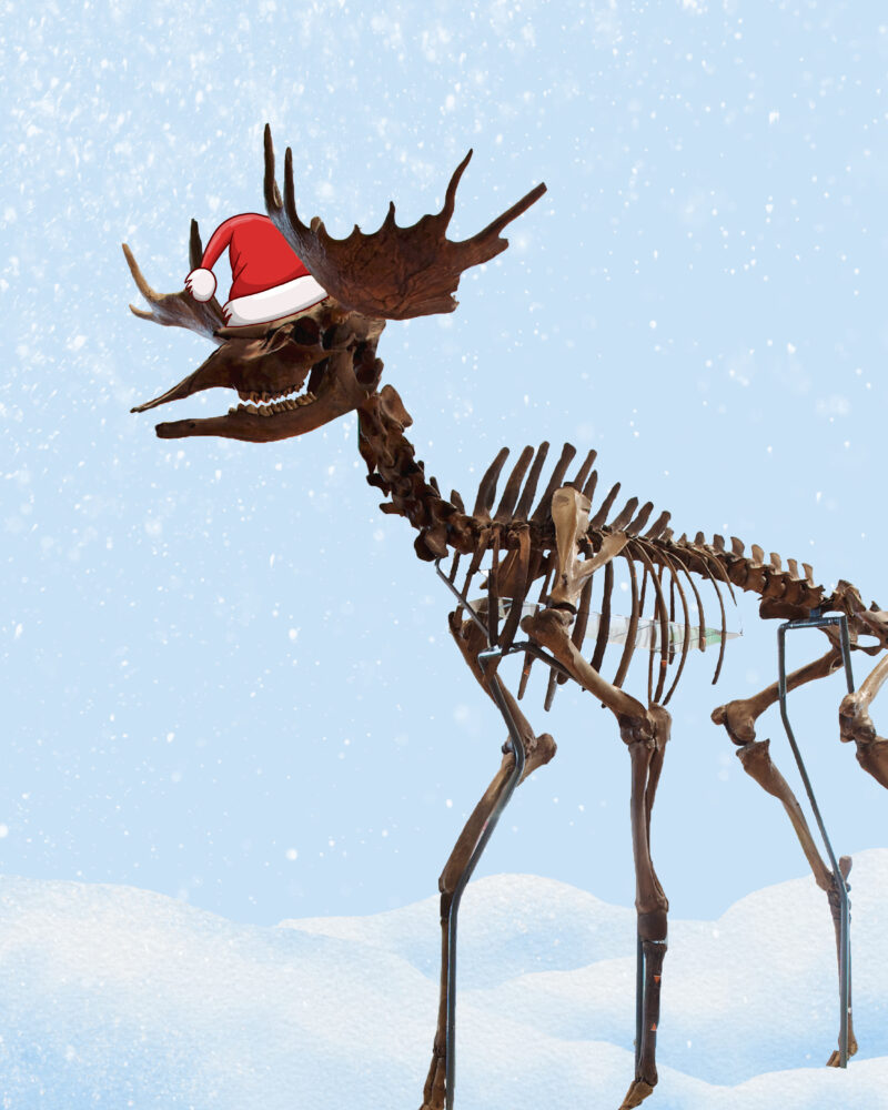 Elk skeleton wearing a red christmas hat.